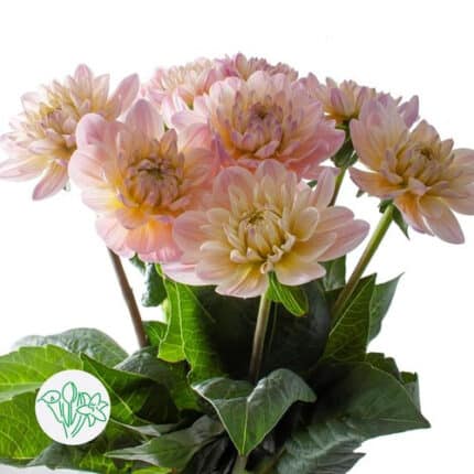 Dahlia Dianas Memory holex