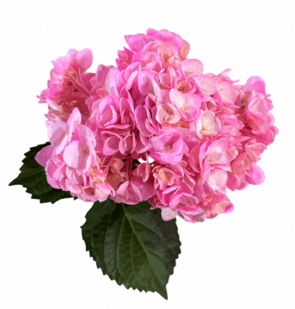 Hydrangea Pink tessa(STM)