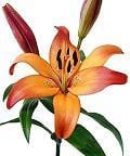 Lily La Sunset holl