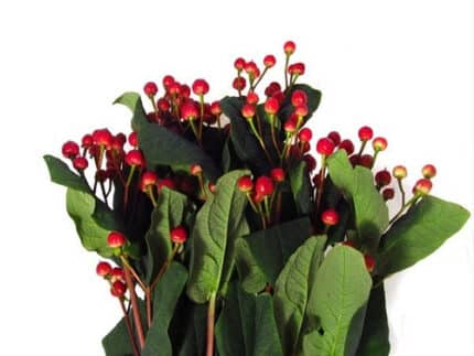 Hypericum Red Light Romane 70cm trilogy