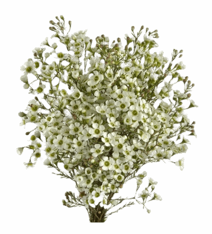 Waxflower Alba Fbi