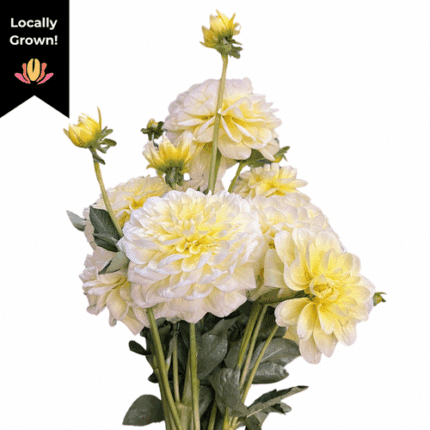Dahlia Creme local
