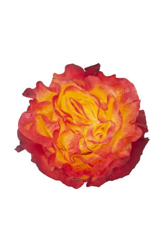 Rose Sunset X-pression 40/50cm
