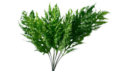 Bai Preaw aximco