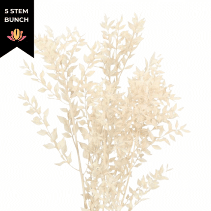 Italian Ruscus Bleached holl
