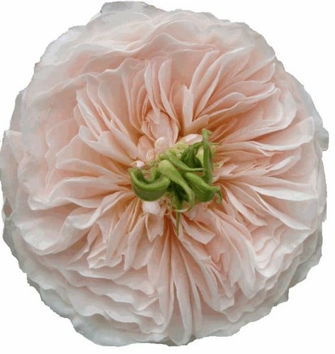 cec34df2-b113-4640-91e1-7f9ee0614604.jpg Rose Grdn Charity(12 stm) rio - Image 1