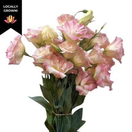 Lisianthus Peach hendrick