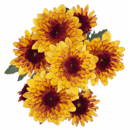 Pom Cushion Rubhino Shortcake (Yellow)