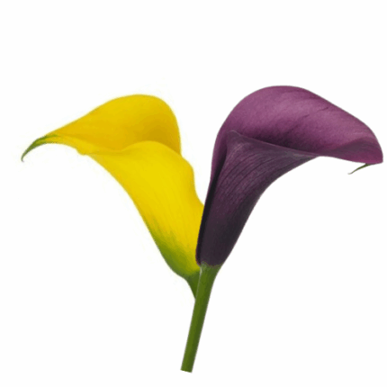 Callas Yellow&Purple Mixed 5bu
