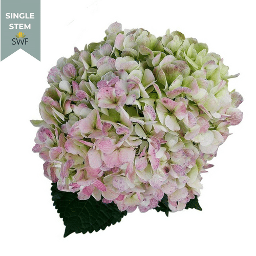 ceffd543-2a98-480e-9ed6-98f9f7ad7b2c.png Hydrangea Antique Green fresca ST - Image 1