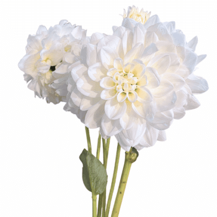 Dahlia White local