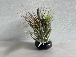 5" Tillandsia Natural Tree