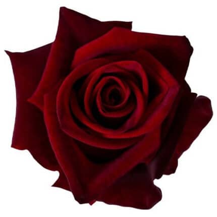 Rose Black Magic 60cm flo comp