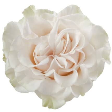 Rose Cotton-Xpression 70cm Tes