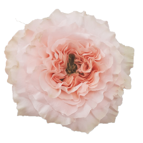 cf0f0427-a803-44bc-ba1a-3969726b2ffb.png Rose Gdn Princess Crown 50cm florec - Image 1