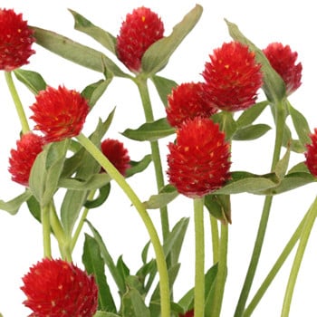 Gomphrena Red flboard