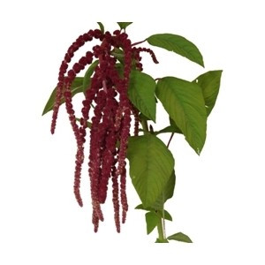 Amaranthus RedHanging freshpak