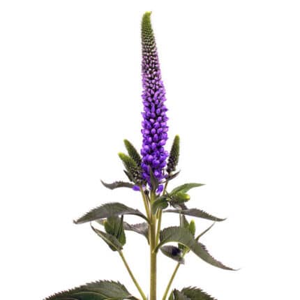 Veronica Purple 70cm much