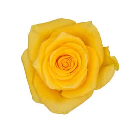Rose Momentum 40cm rfi