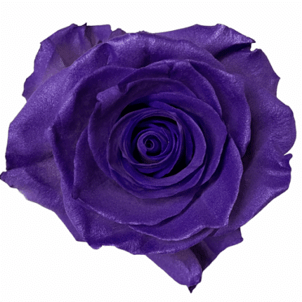 Rose Ring Bearer 60cm florecal