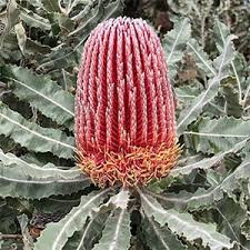 Banskia Menziesii holl(STEM)