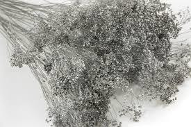 Baby'sBreath Painted Silver ho