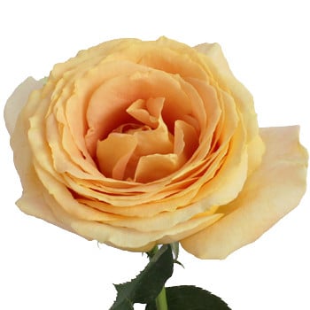 Rose Grdn Candlelight (12stm) trilogy