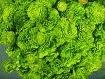 Ranunculus pk japanese