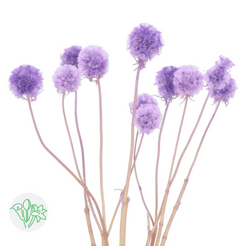 cf6a7359-8b03-4550-bf41-05b455391628.png Scabiosa Stellata Purple Prese - Image 1