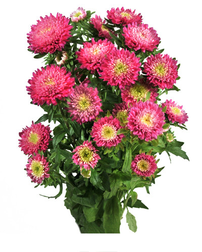 Aster Matsu HotPk continental