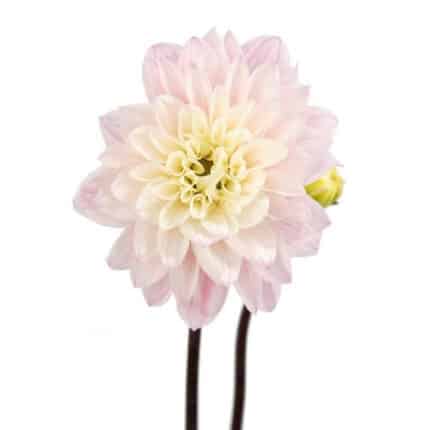 Dahlia Cafe Rose jersey
