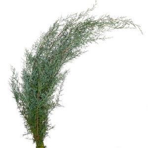 Cypress Blue s.v.