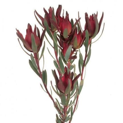Leuco. Spray chile