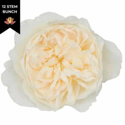 Rose Garden Purity holex(12st)