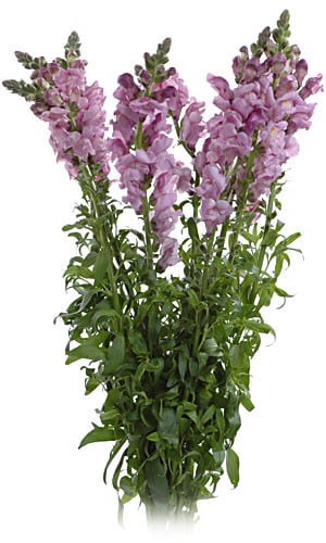 Snapdragons Lavender maple can