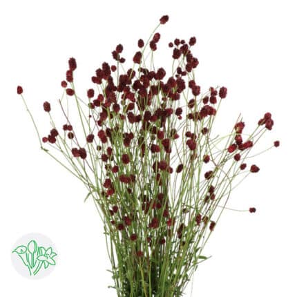 Sanguisorba Cayenne Dark Red hol