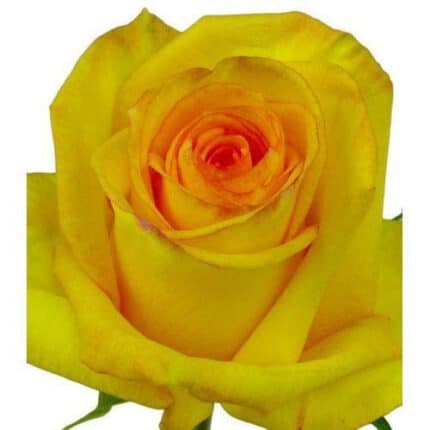 Rose Dejavu 40cm rprima