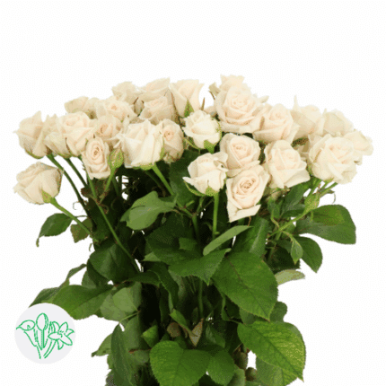 RoseSpray Royal Porcelina holl