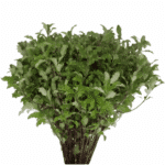 Pitt Tunuifolia Green holl - Image 2