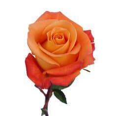 Rose Voodoo 60cm ecuanros