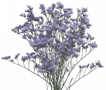 Limonium Misty Blue(10cs)rio