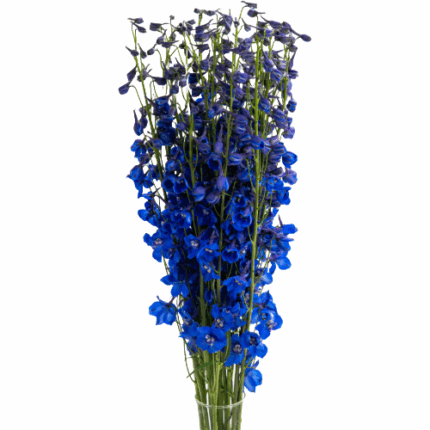 Delph Hybrid Dk Blue 90cm vall