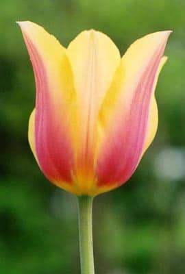 Tulip Pink/Yellow v.d.