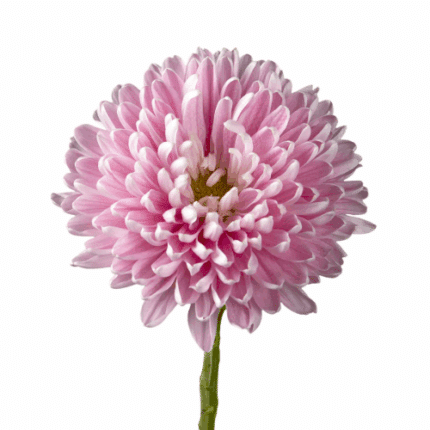 Mum Cremon Rossano Pink galler