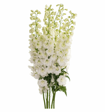 Delph Hybrid Blanco 100cm vall - DEL BLANCO