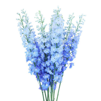 Delph Light Blue Hybrid 80cm t