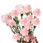 CarnMini Pink golden - Image 2
