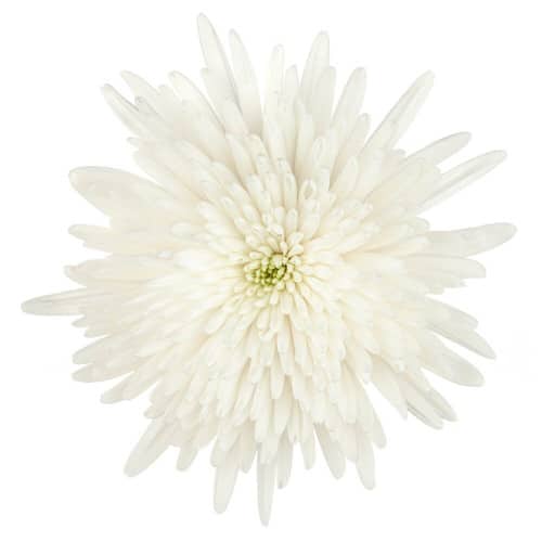 d0518e08-d642-4d06-bfe0-b8702691ed52.jpg Mum Delistar White esmeralda. - Image 1