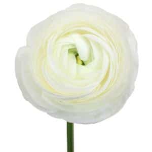 Ranunculus White rprima 45cm