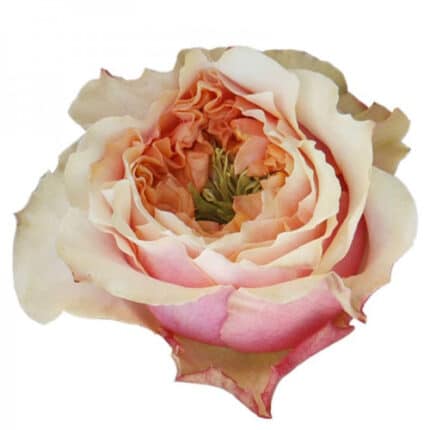 Rose Copperfiled Summerhouse 55cm holex
